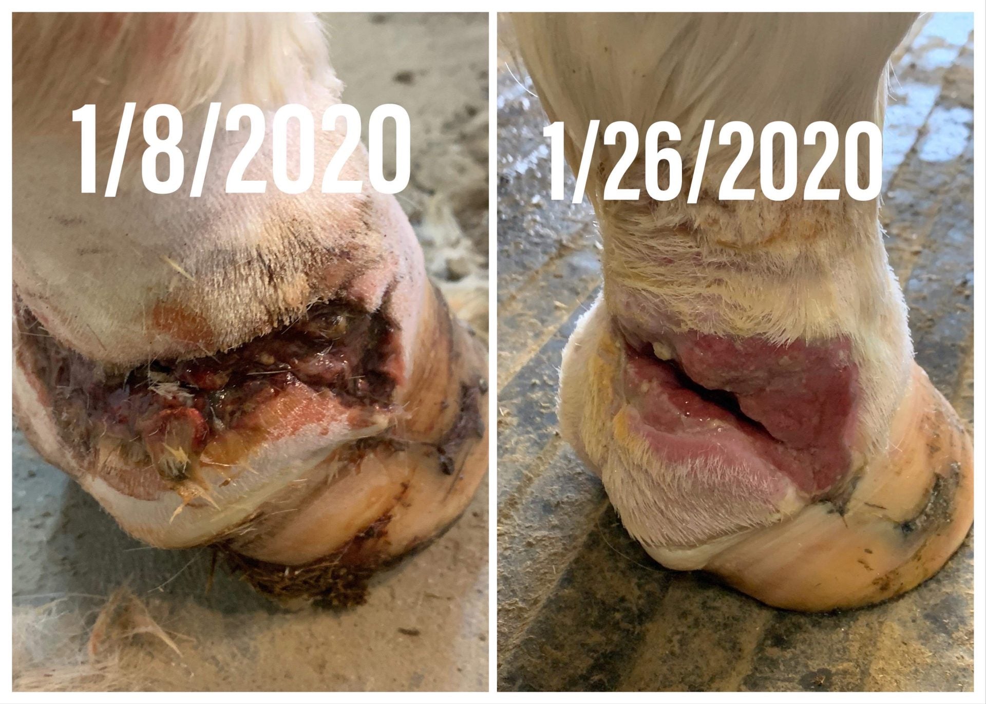 Ag Repair Spray 16oz