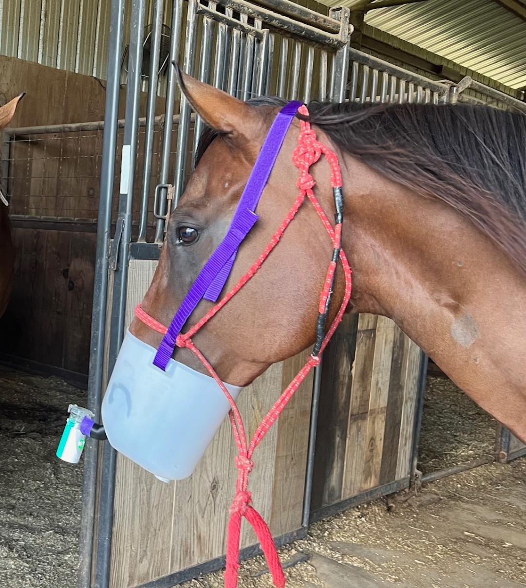 Mesh Nebulizer Horse Kit