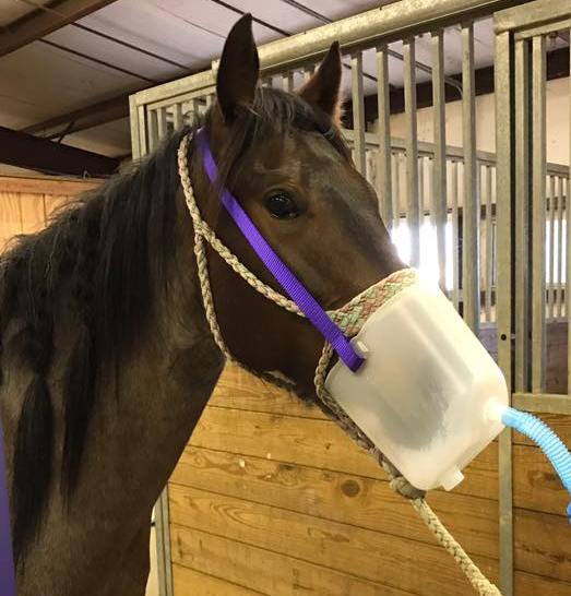 Horse Mask - Adult Size